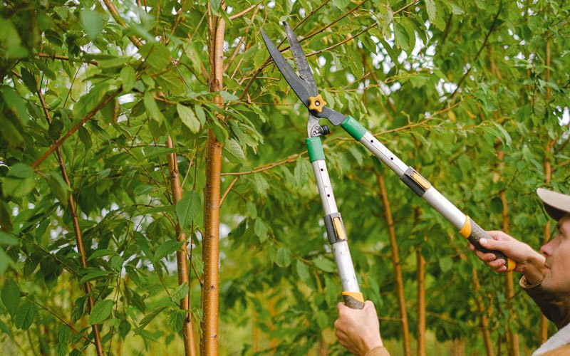 Tree trimming in Rush Valley, UT