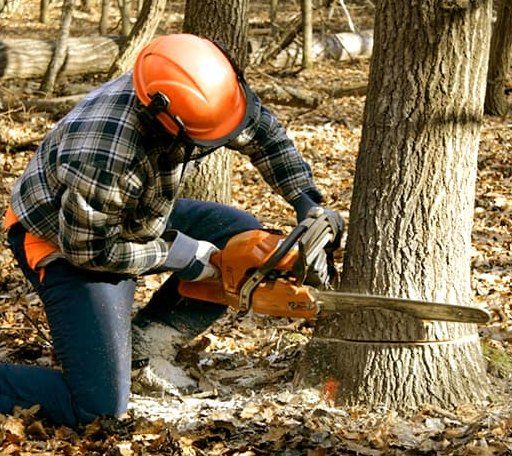 Tree Removal in Rush Valley, UT